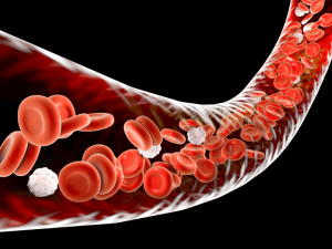 Ổn định huyết áp, hỗ trợ tuần hoàn máu